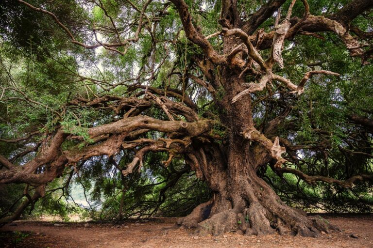 an old olive tree with many branches and green leaves providing shade