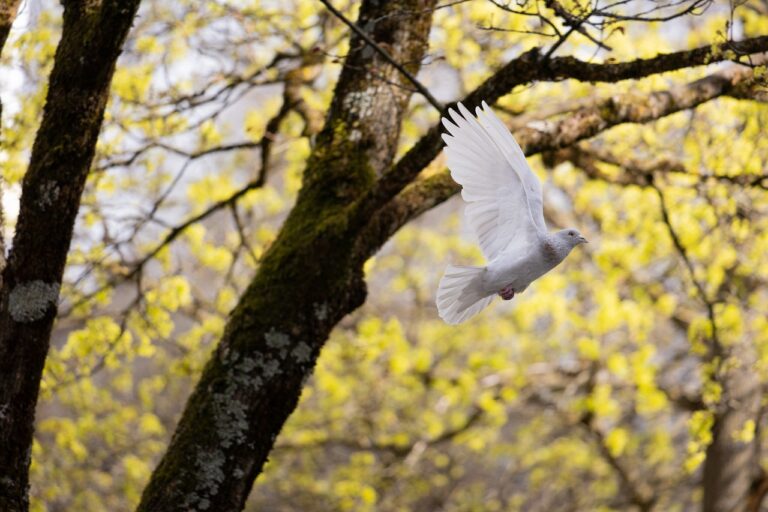 A white dove flying among trees with yellow leaves in the background.