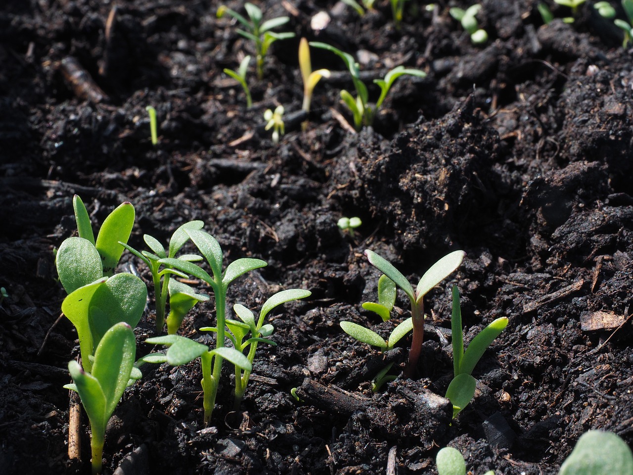 Young green seedlings sprouting from dark, rich soil.