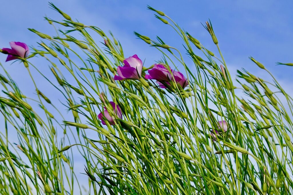 Purple flowers swaying in the wind against a blue sky background.