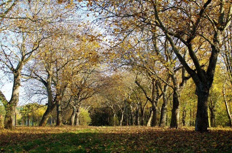 A tree-lined path covered with fallen autumn leaves under a clear blue sky.