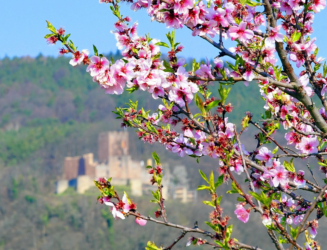 Pink cherry blossoms in the foreground with a blurred castle and green hills in the background under a clear blue sky.