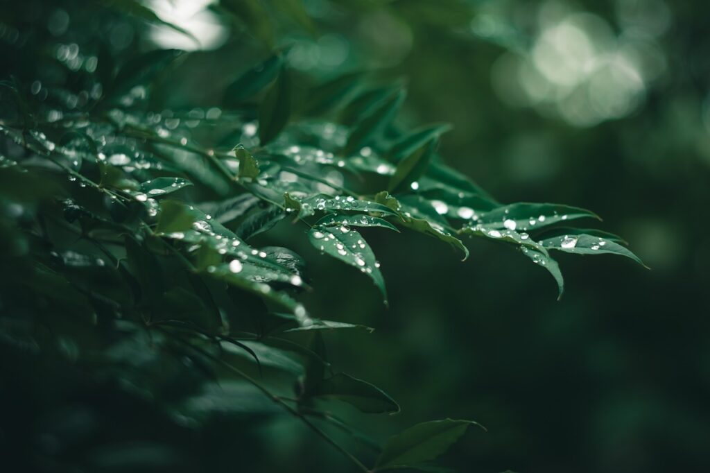 Close-up of green leaves with water droplets, set against a blurred background.