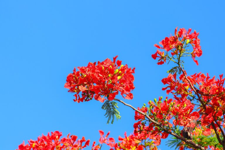 Bright red blossoms on a tree branch against a clear blue sky.