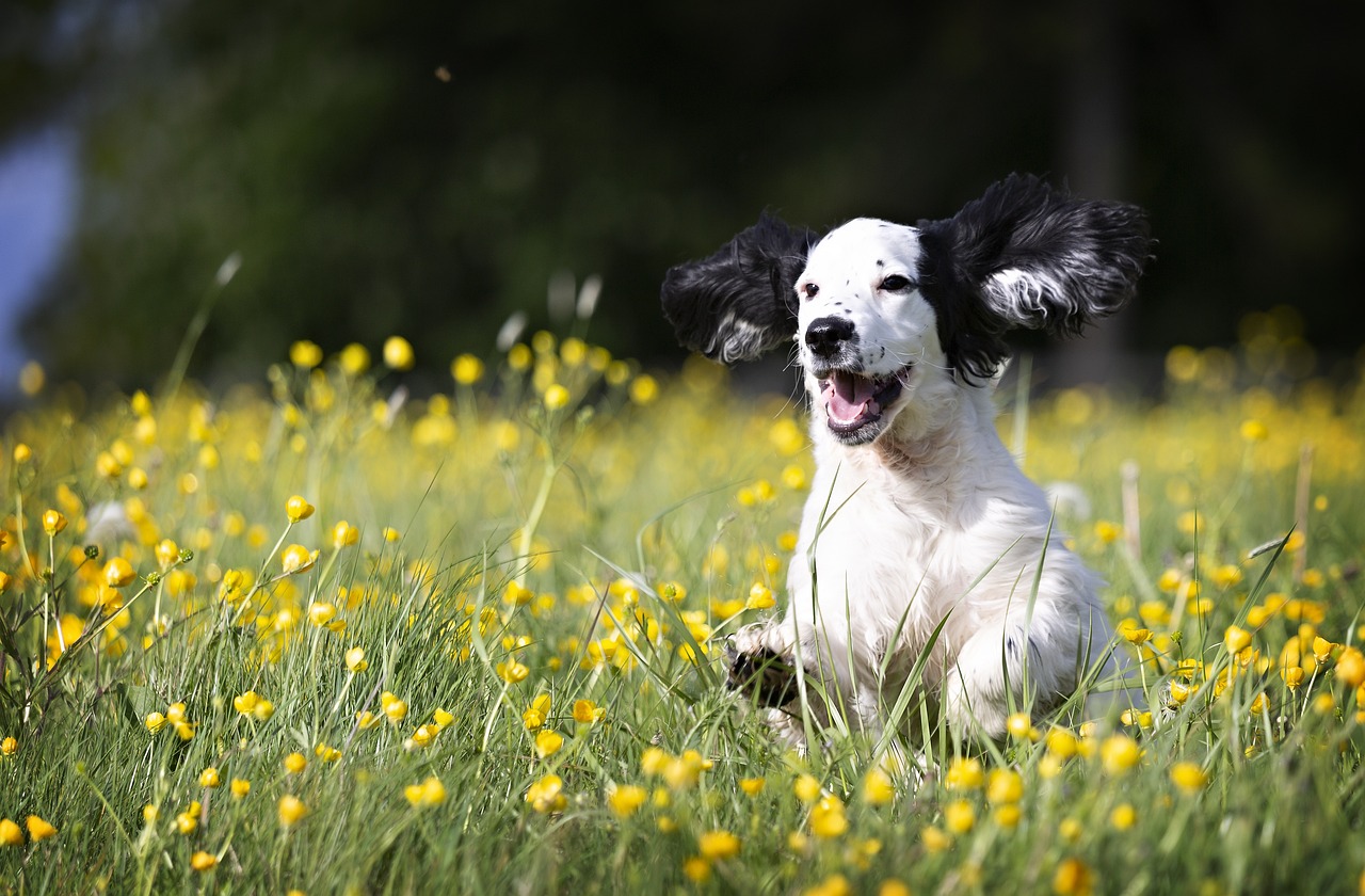 A happy dog with floppy ears runs through a field of yellow flowers on a sunny day.