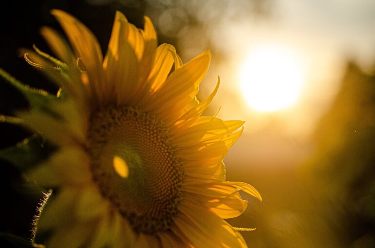 Close-up of a sunflower in warm, golden sunlight, with a blurred background of trees and a glowing sky.