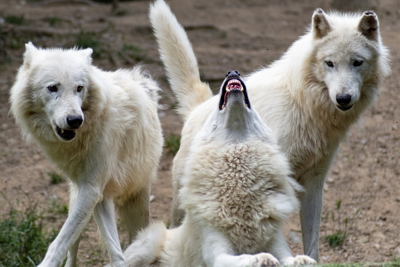 Three white wolves interact; one lying down playfully with mouth open, and two standing alert in a natural setting.