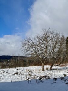 A snowy landscape with bare trees under a partly cloudy blue sky.