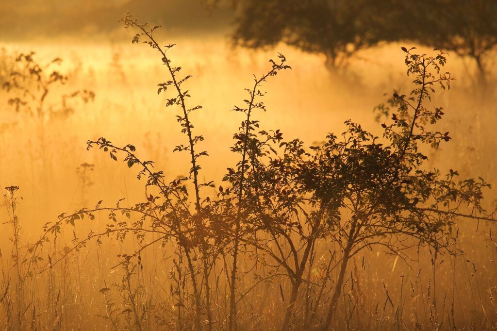 Silhouetted bush against a golden sunrise in a misty field.