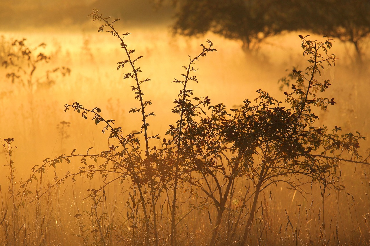 Silhouetted bush against a golden sunrise in a misty field.