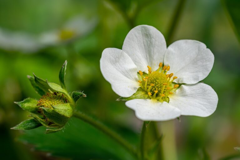 Close-up of a white strawberry blossom with a yellow center next to a green bud, set against a blurred background.