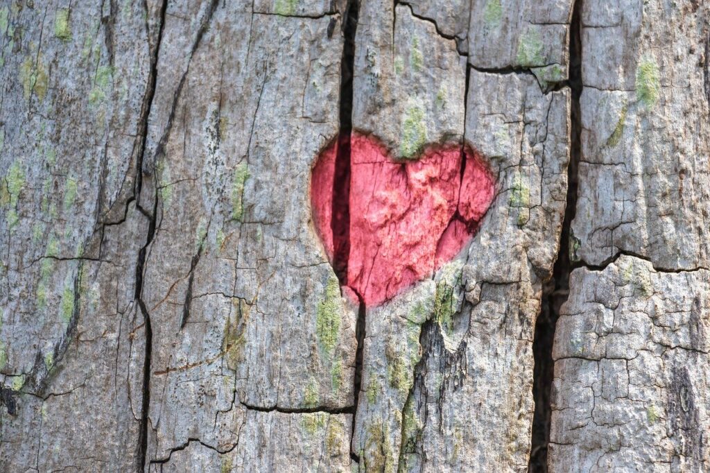 Red heart carved into a rough, textured tree bark with cracks and some patches of green moss.