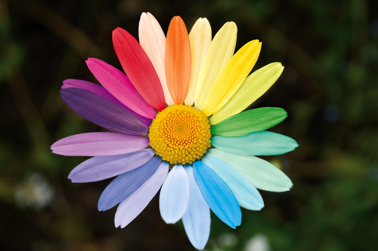 A daisy with rainbow-colored petals arranged in a gradient pattern, centered on a blurred green background.