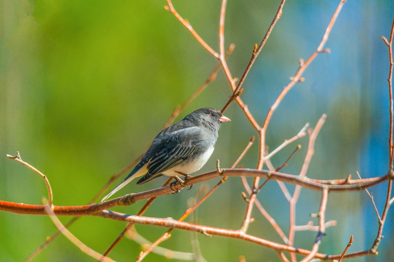 A small bird with dark plumage perches on a thin, bare branch against a blurred green and blue background.