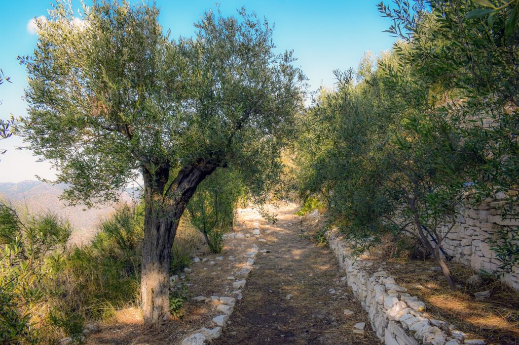 A dirt path lined with olive trees and stone walls leads through a scenic landscape under a clear blue sky.