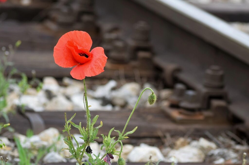 A single red poppy growing beside a railway track, surrounded by small rocks and green foliage.