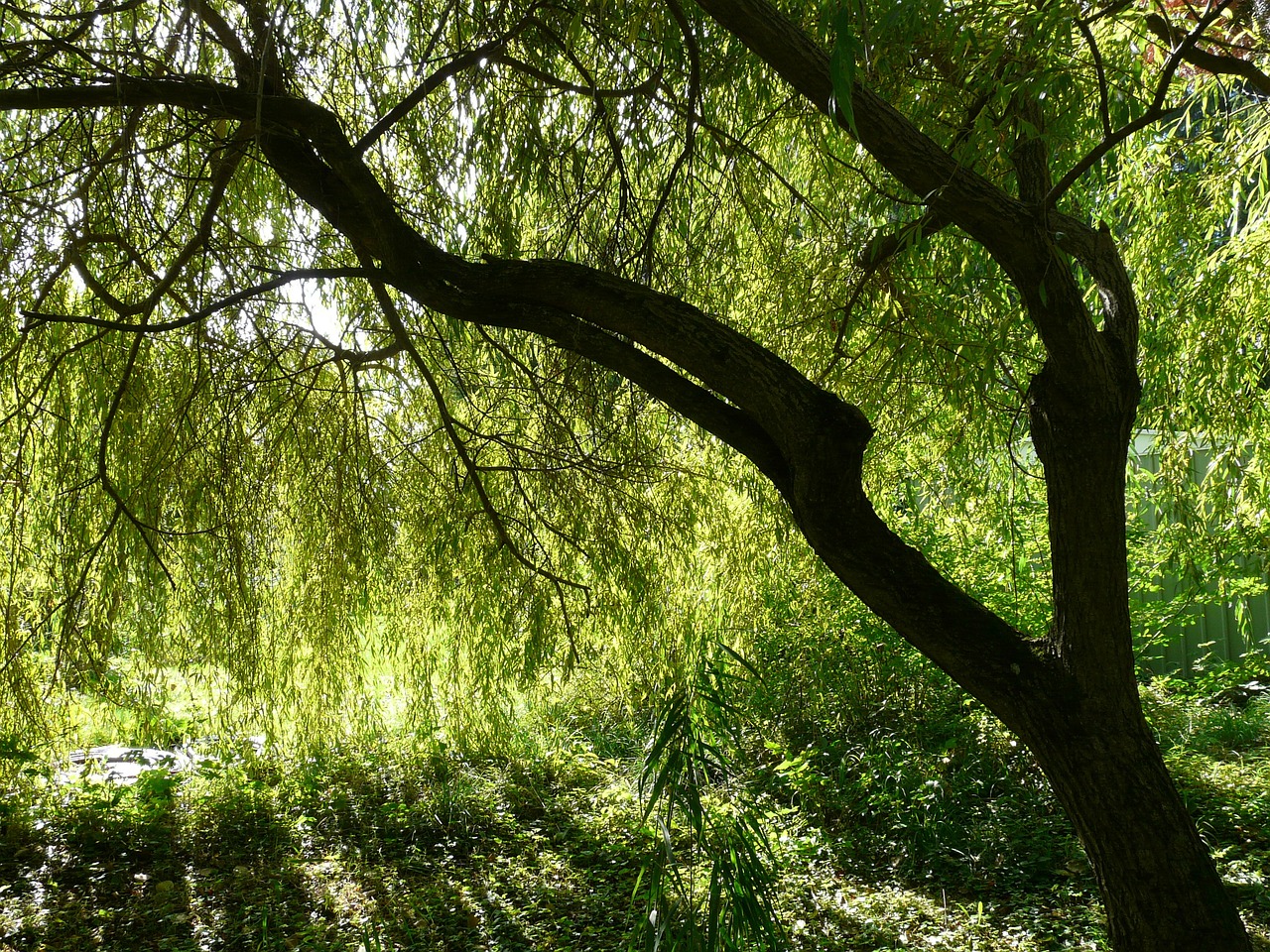 Willow tree with drooping branches, lush green leaves, and sunlight filtering through, casting shadows on the ground.