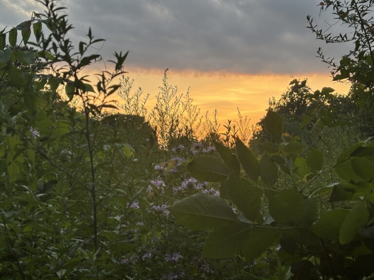 Sunset sky over dense green foliage and purple wildflowers, with clouds glowing orange in the distance.