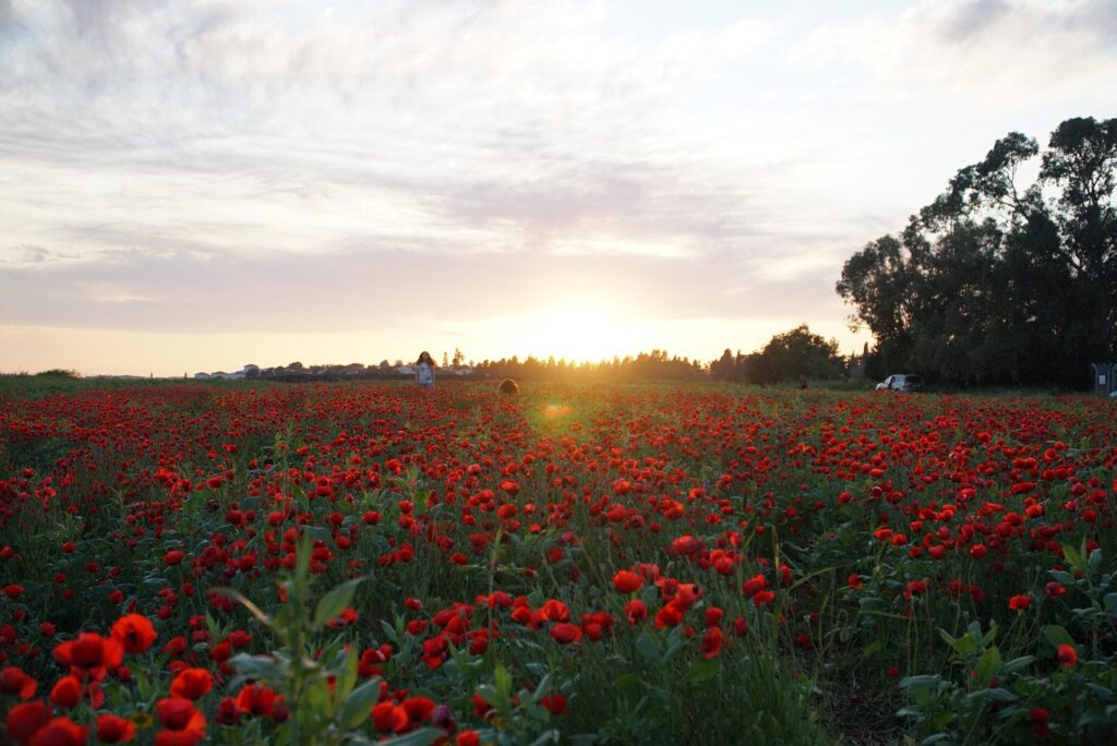 Sun setting over a vast field of red poppies, with a person in the distance and silhouettes of trees on the horizon.