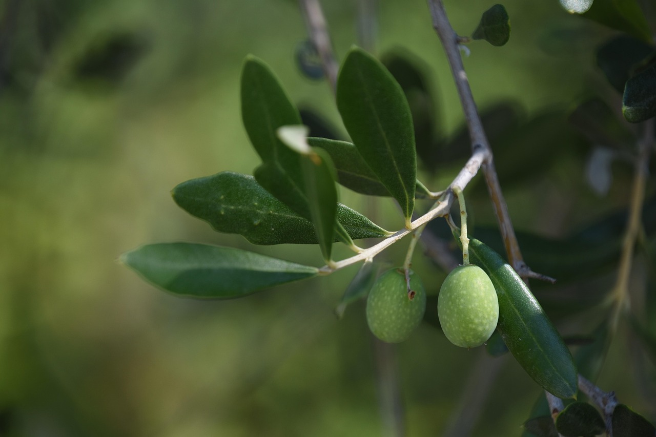 Two green olives hanging on a branch with elongated leaves, against a blurred green background.