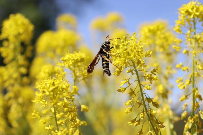 Wasp with orange wings perched on a yellow flower in a sunny field.