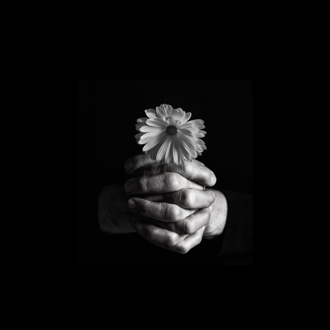Black and white photo of hands gently holding a single daisy flower against a dark background.