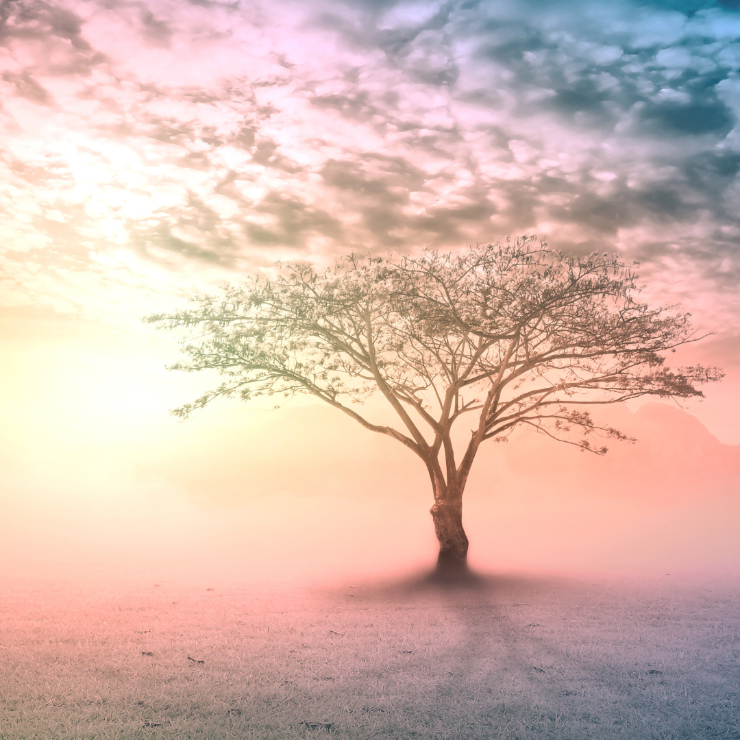 A lone tree stands in a misty field under a colorful, cloudy sky at sunrise or sunset.