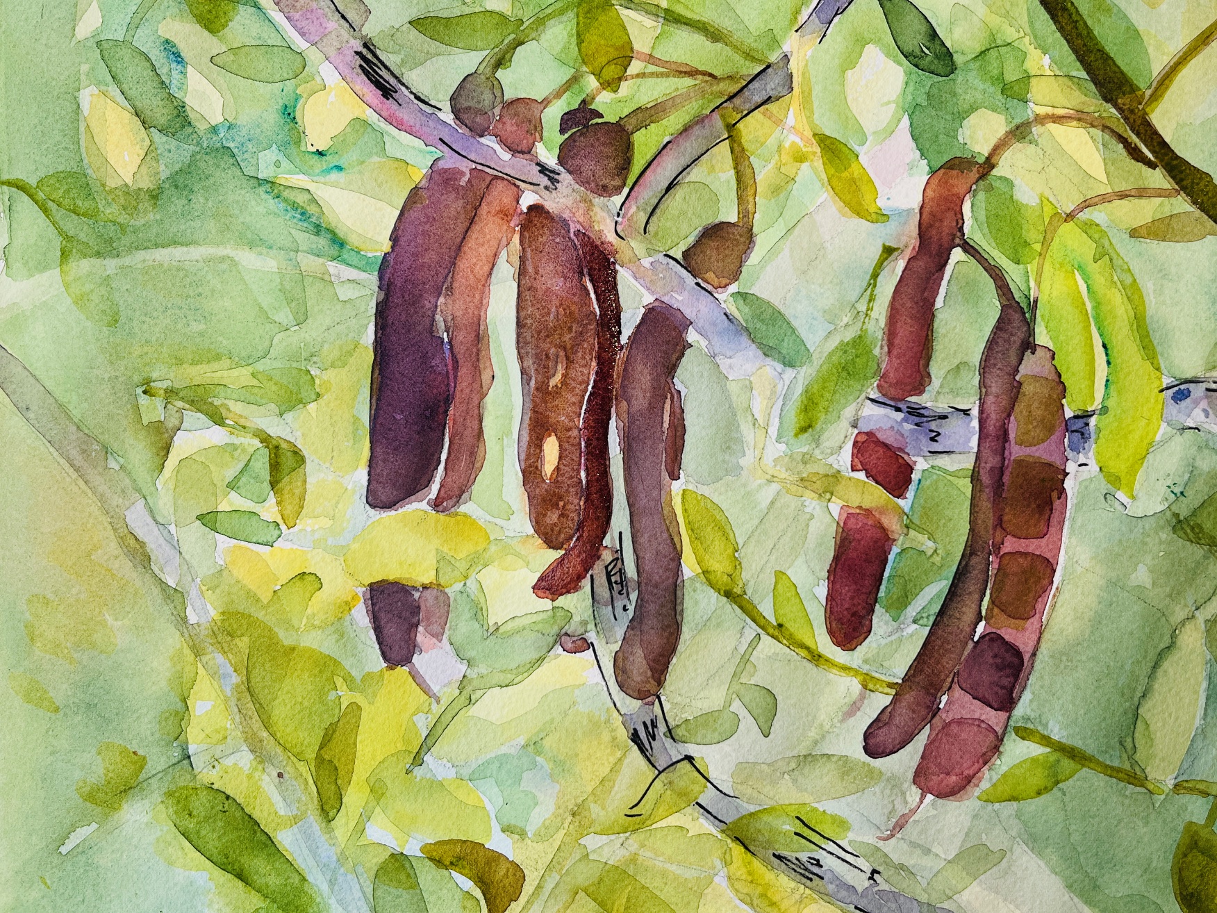 Watercolor painting of tamarind pods hanging from tree branches with green leaves in the background.