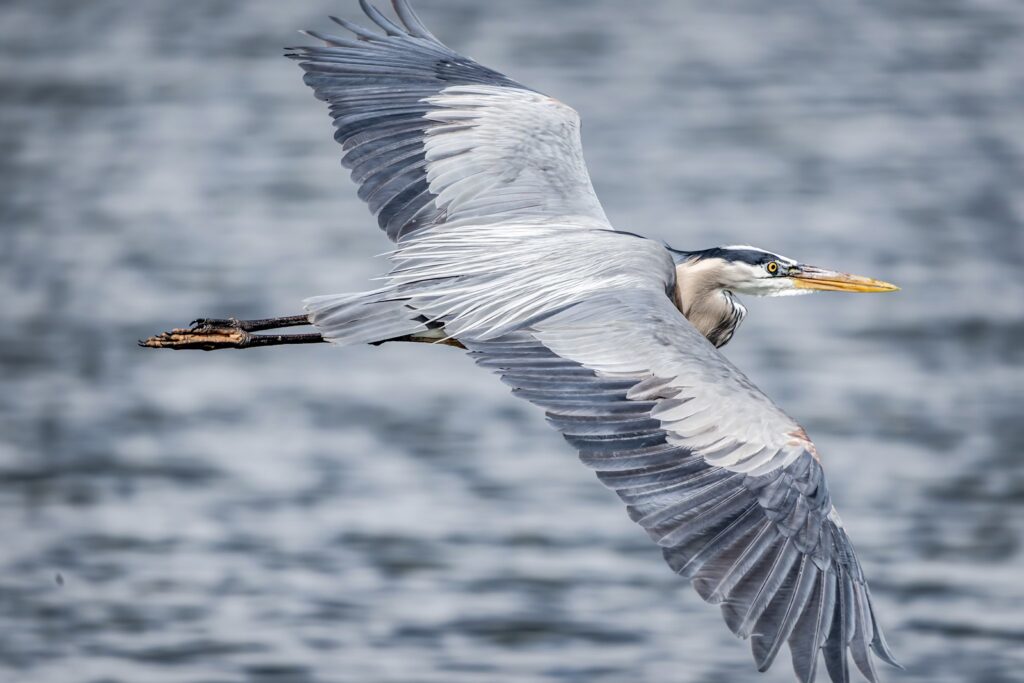 A gray heron with outstretched wings flies low above a rippling body of water.