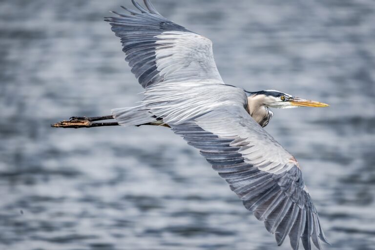 A gray heron with outstretched wings flies low above a rippling body of water.