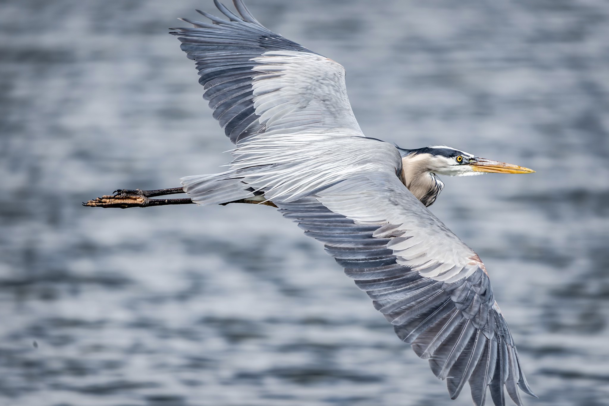 A gray heron with outstretched wings flies low above a rippling body of water.