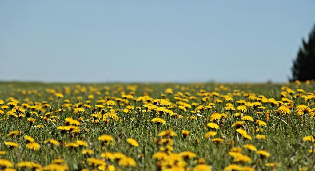 Field of yellow dandelions in bloom under a clear blue sky, with trees in the distance on the right.