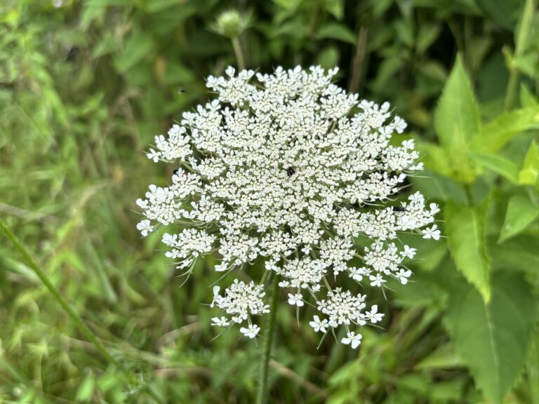 Close-up of a white Queen Annes lace flower with green foliage in the blurred background.