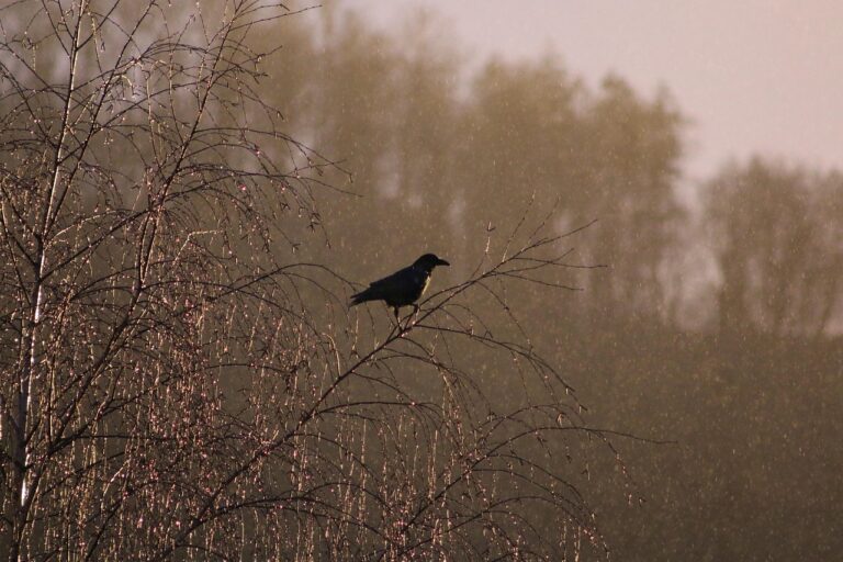 A black bird perches on bare branches in soft light with blurred trees in the background.