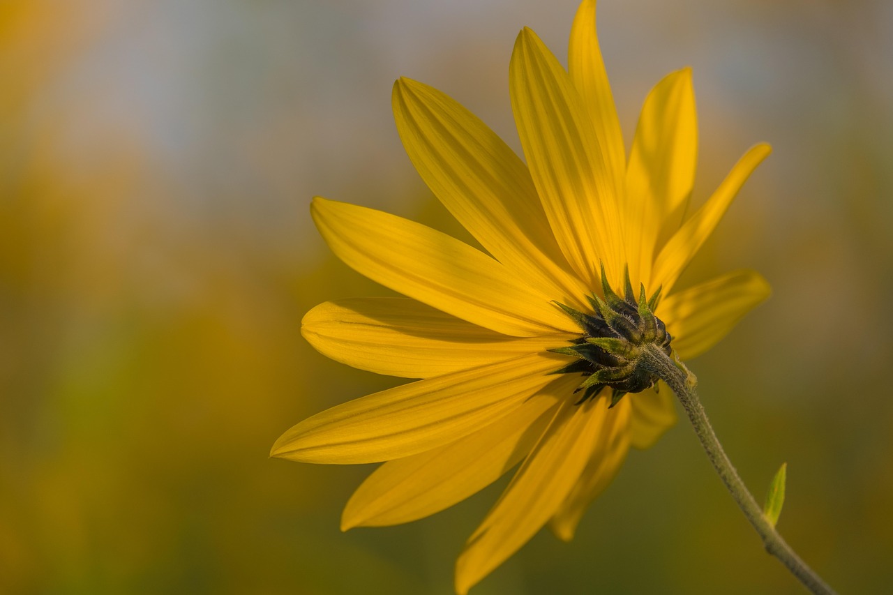 Close-up of a yellow flower with long petals against a blurred green and yellow background.