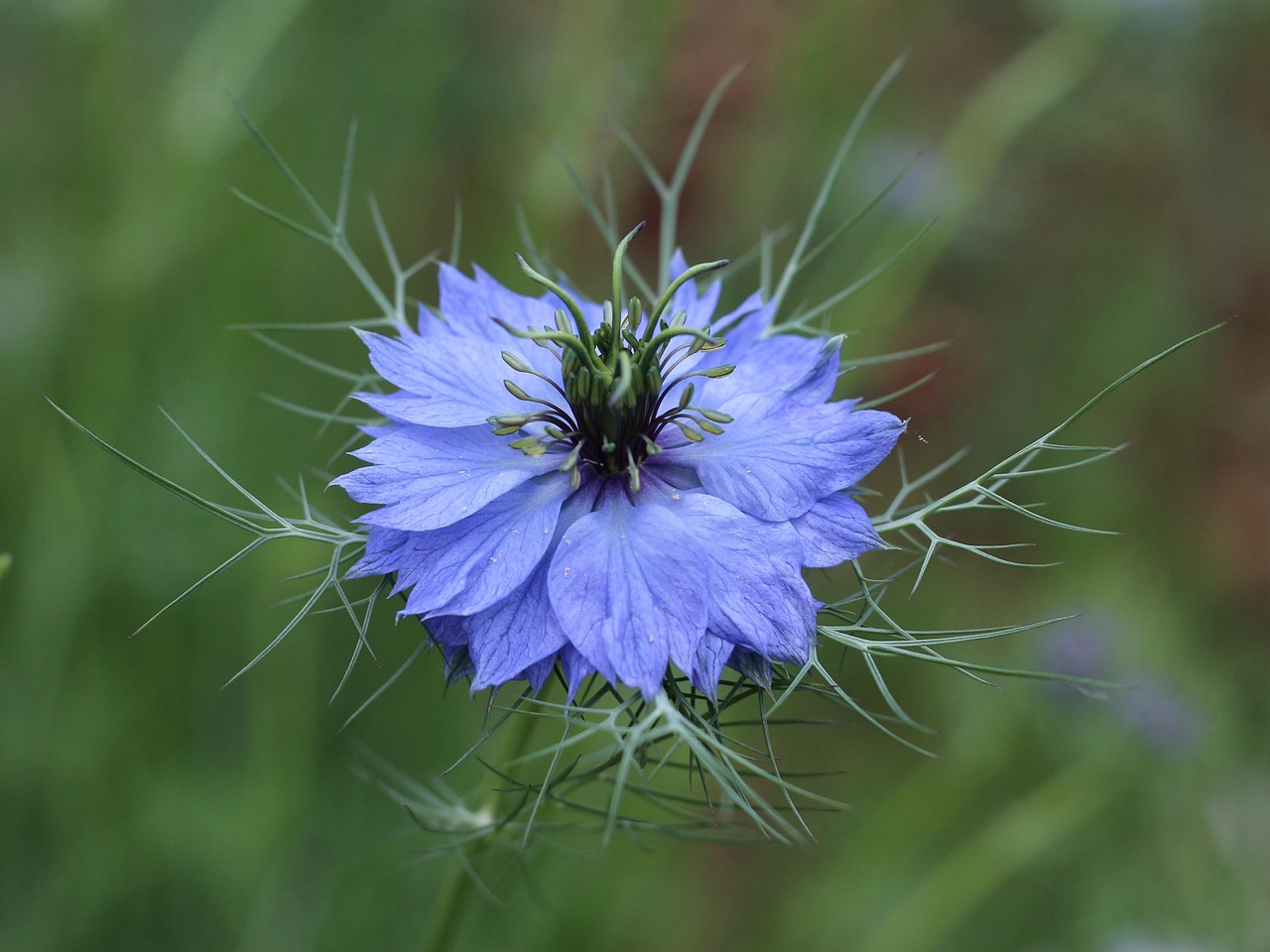 Close-up of a blue Nigella flower with delicate green leaves against a blurred green background.