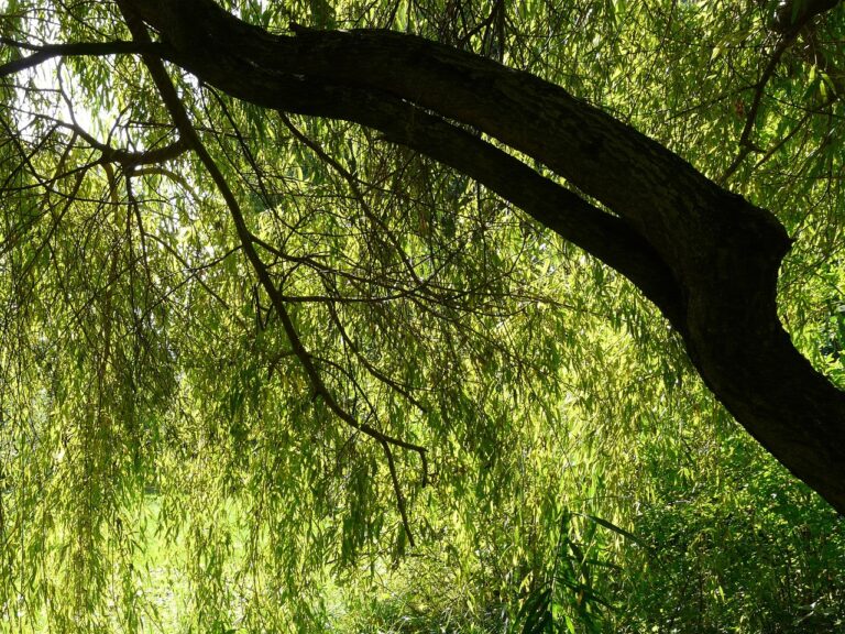 Tree branches with dense, green, sunlit leaves hanging down, creating a shaded, tranquil atmosphere.