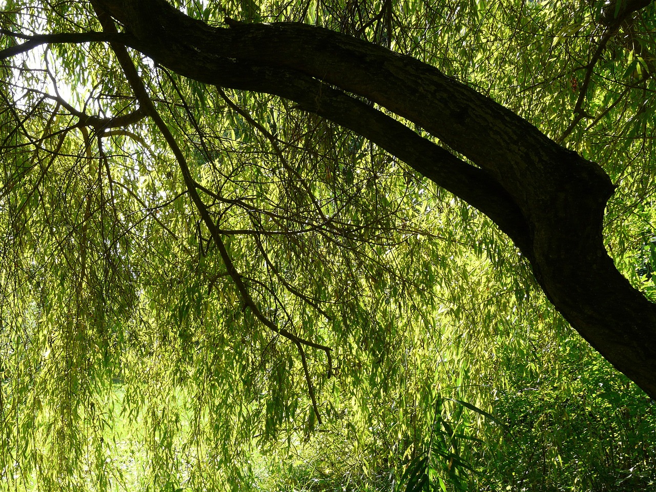 Tree branches with dense, green, sunlit leaves hanging down, creating a shaded, tranquil atmosphere.