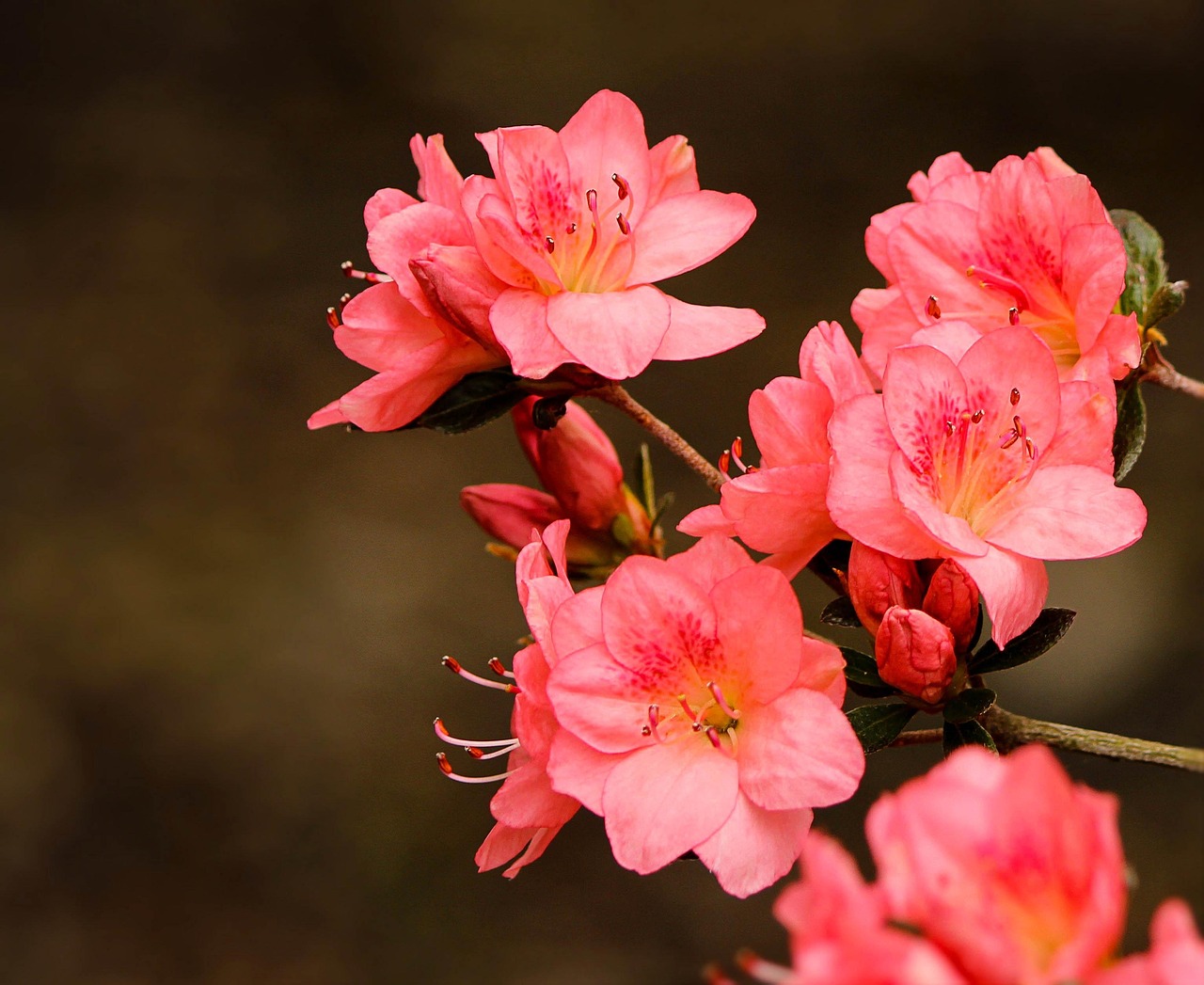 Cluster of vibrant pink azalea flowers in bloom against a blurred brown background.