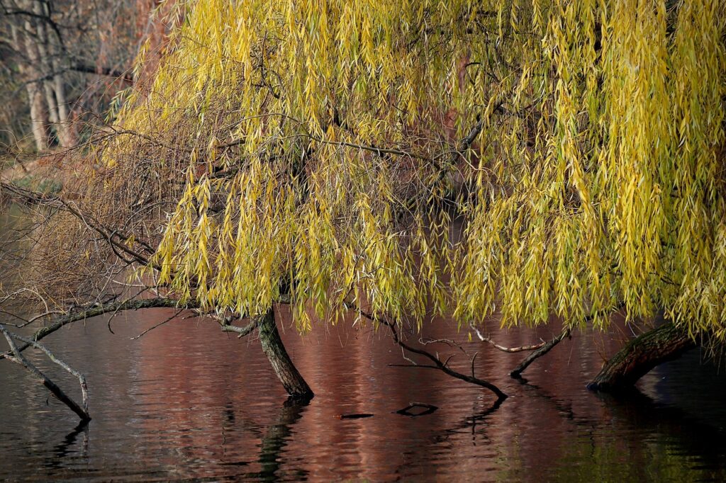 A willow tree with yellow-green leaves hangs over calm, reflective water in a natural setting.