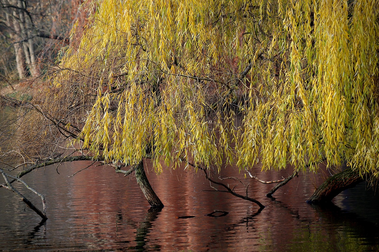 A willow tree with yellow-green leaves hangs over calm, reflective water in a natural setting.