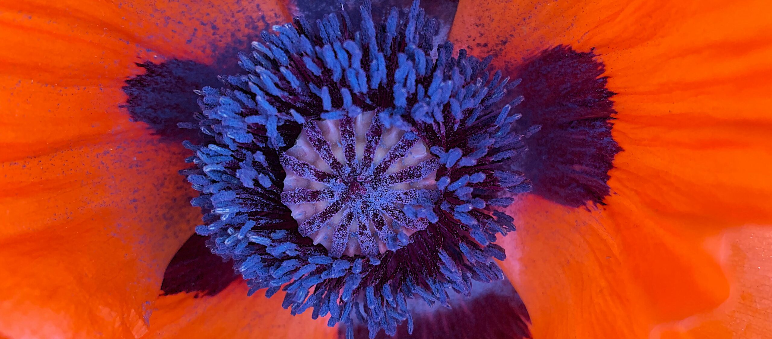 Close-up of a vibrant orange poppy flower with a detailed purple and black center.