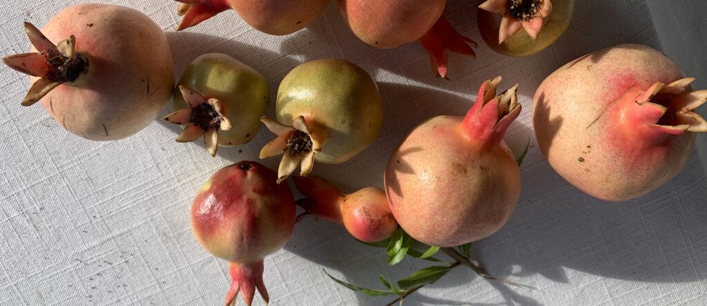 A group of pomegranates with pink and green skin on a white textured surface in sunlight.