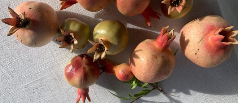 A group of pomegranates with pink and green skin on a white textured surface in sunlight.