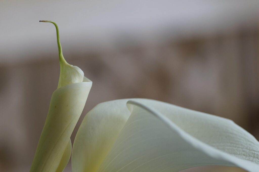 Close-up of a white calla lily flower with soft, blurred background.