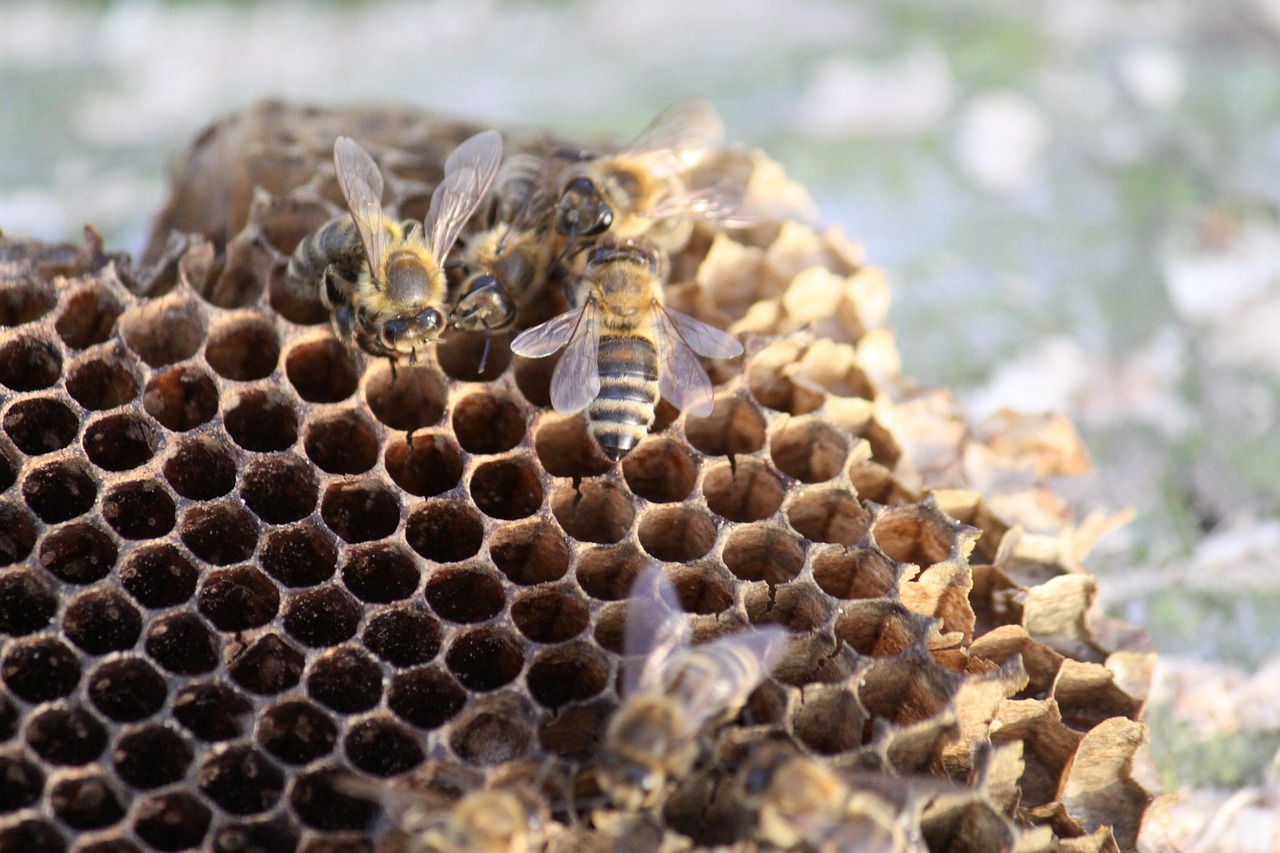 Bees gather on a brown honeycomb structure, some cells empty, with blurred background.