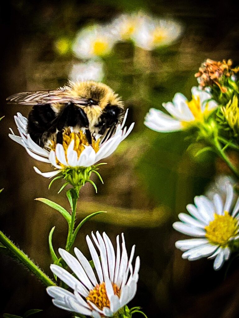 A bumblebee collects nectar from a white daisy flower, surrounded by other daisies in bloom.
