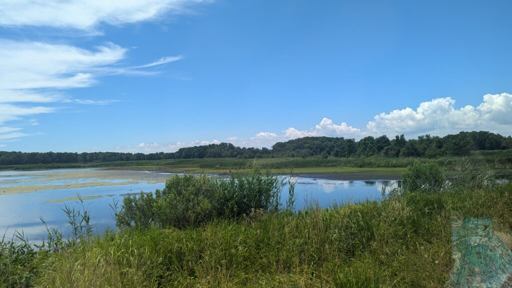 A calm wetland with tall grass, water, trees in the distance, and a bright blue sky with clouds.