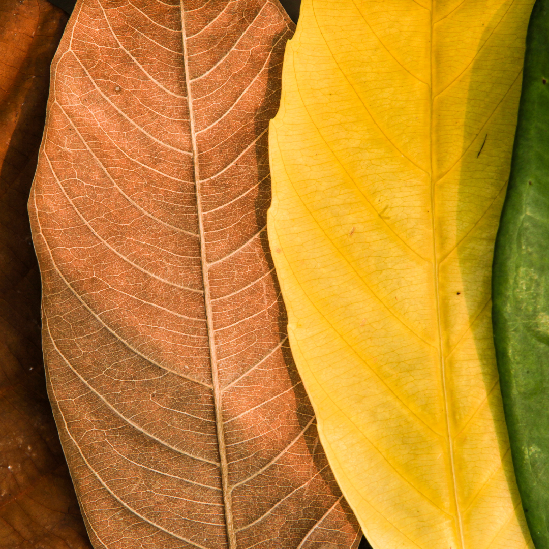 Close-up of brown, yellow, and green leaves showing their veins and textures side by side.