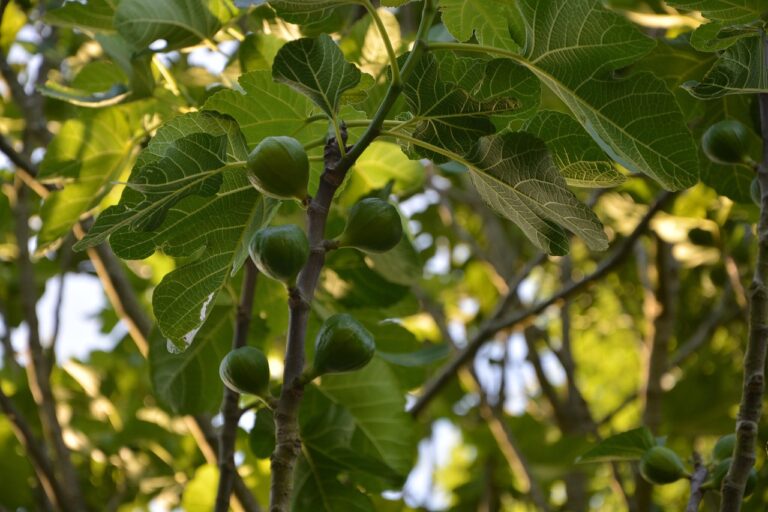 Green figs growing on a tree branch, surrounded by large green leaves in sunlight.
